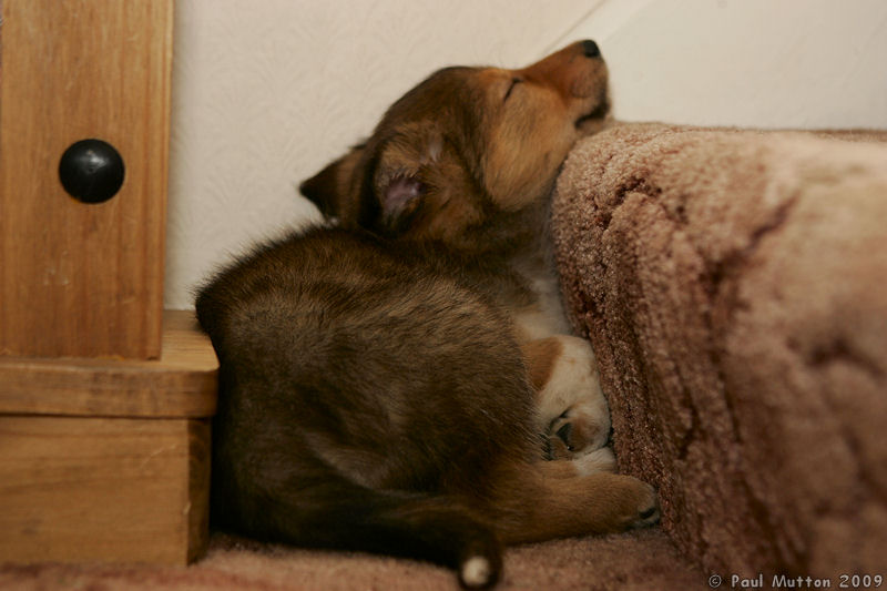  A8V6313 Archie puppy sleeping at bottom of stairs